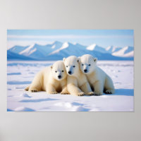 Polar Bear Animal Nature Wildlife Affection Caring