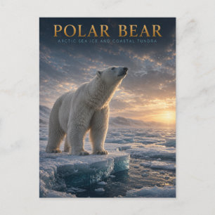 Polar Bear Arctic Sea Ice ANIMALS Postcard