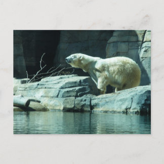 Polar Bear: Berlin Postcard