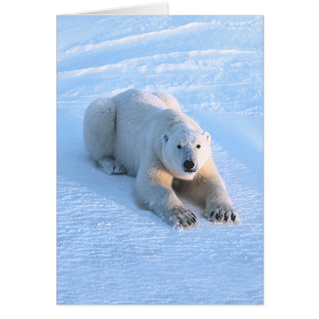 Polar Bear Blue Card (Front)