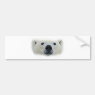 Polar Bear Bumper Sticker