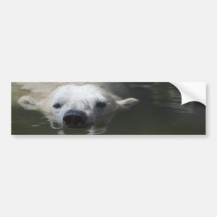 Polar Bear Bumper Sticker