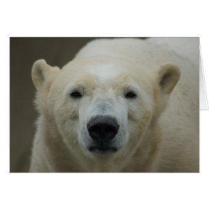 Polar Bear Card