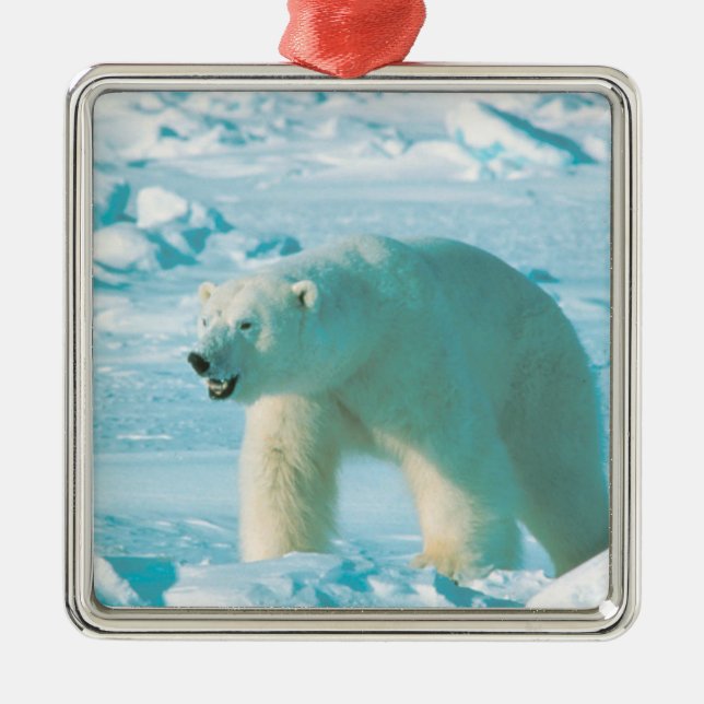 Polar Bear Christmas Ornament (Front)