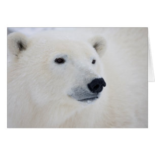 Polar Bear Churchill