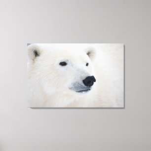 Polar Bear Churchill Canvas Print