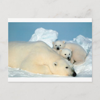 Polar bear cub 1 postcard