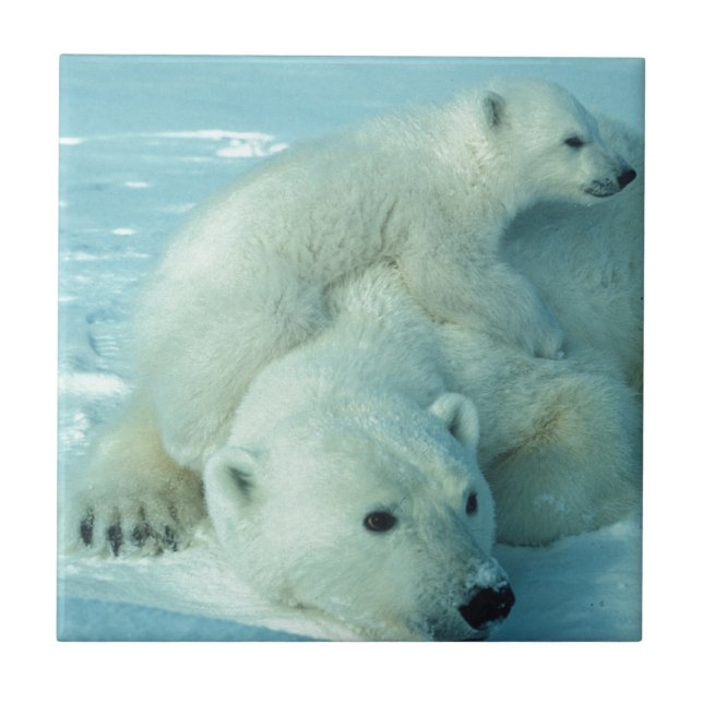 Polar bear cub and mum - 2 tile (Front)