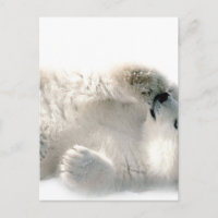 Polar Bear Cub Cute Animal Arctic Frozen Winter