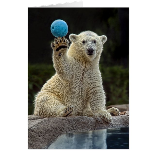 Polar Bear Cub with Ball (Front)