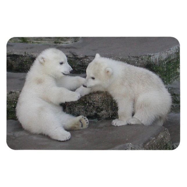 Polar Bear Cubs Magnet (Horizontal)