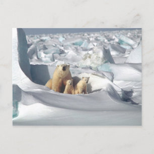 Polar Bear Cubs Snow Photo Postcard