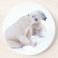 Polar Bear Duo