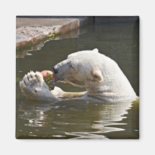 Polar Bear Eating Fruit Emblem Magnet (Front)