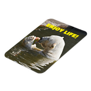 Polar Bear Eating Fruit In Water Magnet
