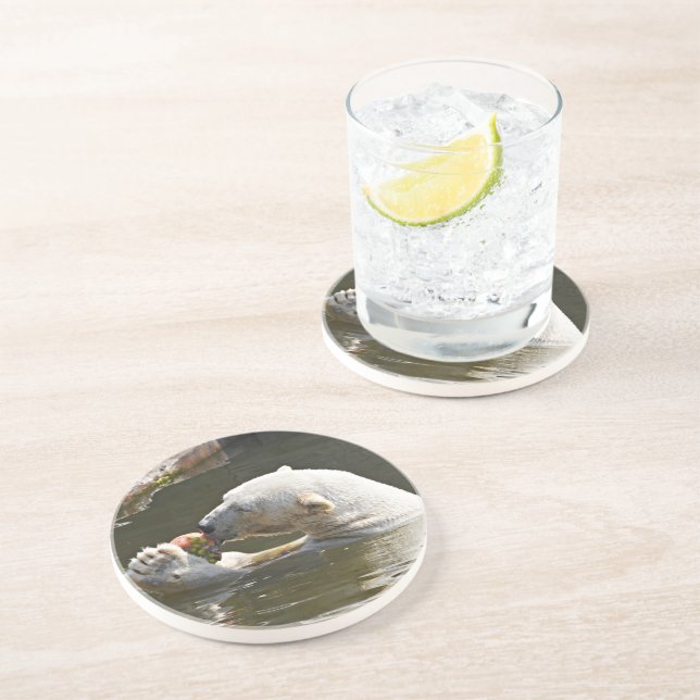 Polar Bear Eating Fruit Study Coaster (Side)