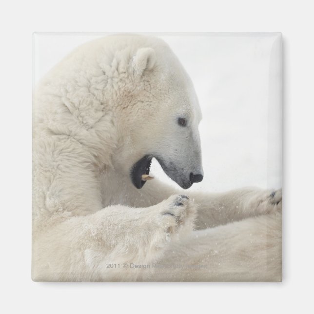 Polar bear engaging in a fight with another bear magnet (Front)
