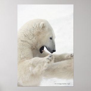 Polar bear engaging in a fight with another bear poster