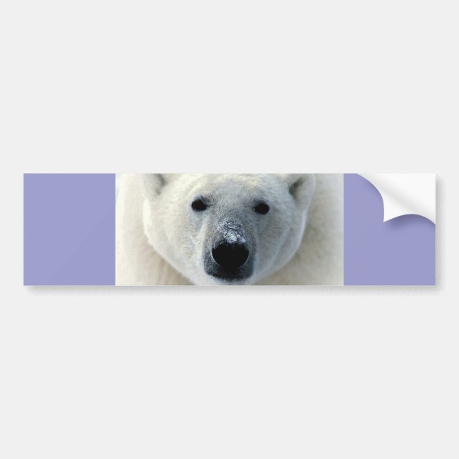 Polar Bear Face Bumper Sticker (Front)