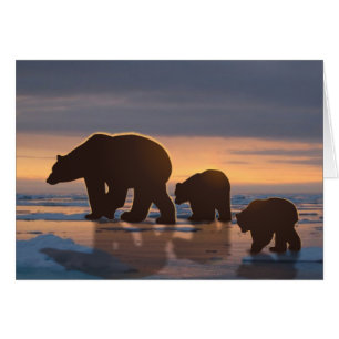Polar Bear family