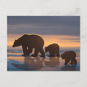 Polar Bear family Postcard