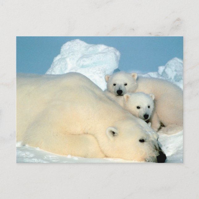 Polar Bear Family Postcard (Front)