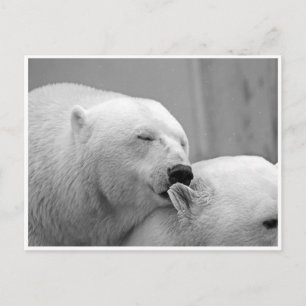 Polar Bear Friends Postcard