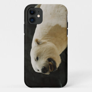 Polar Bear Grin Case-Mate iPhone Case