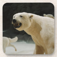 Polar Bear Grin