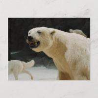 Polar Bear Grin