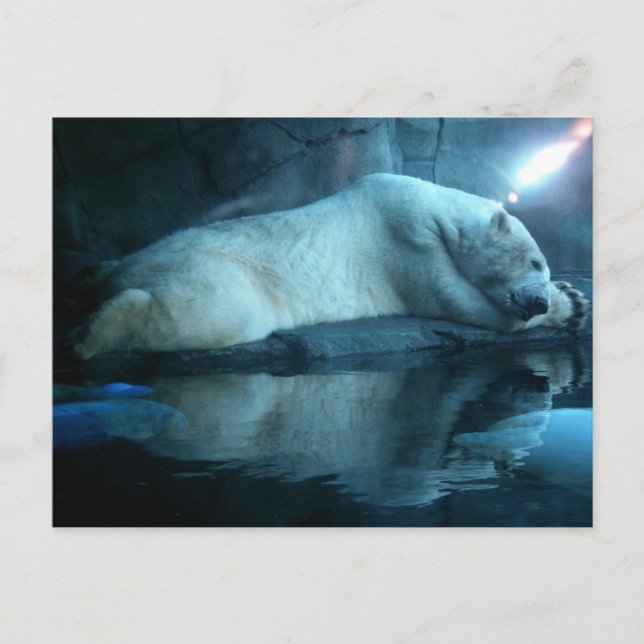 Polar Bear In Prayer 2 Postcard (Front)