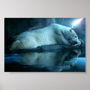 Polar Bear In Prayer 2 Poster