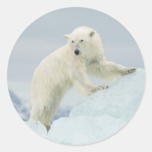 Polar bear in summer classic round sticker