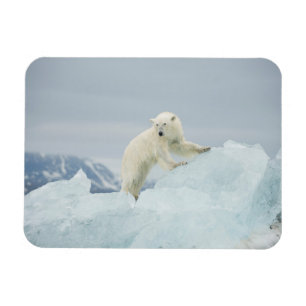 Polar bear in summer magnet