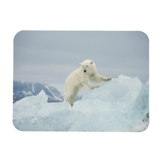 Polar bear in summer magnet (Horizontal)