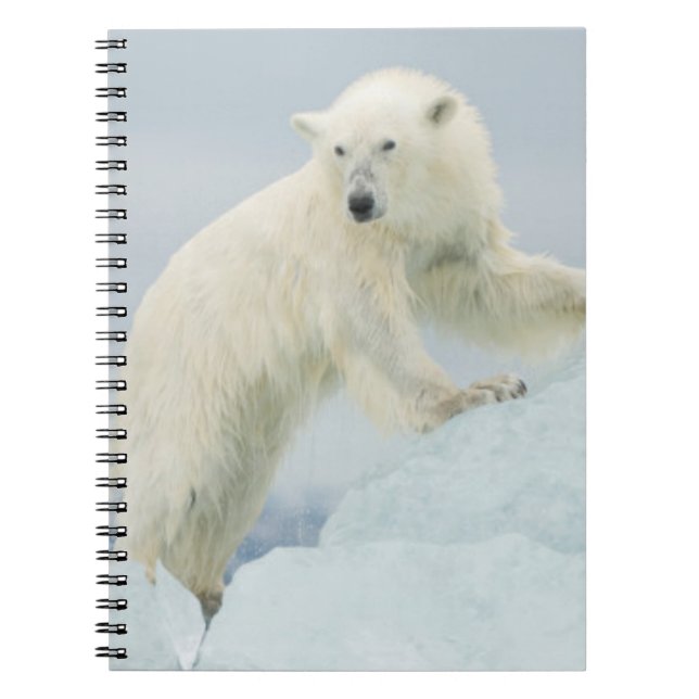 Polar bear in summer spiral notebook (Front)