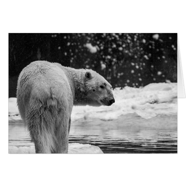 Polar Bear in the Snow (Front Horizontal)