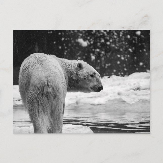 Polar Bear in the Snow Postcard (Front)