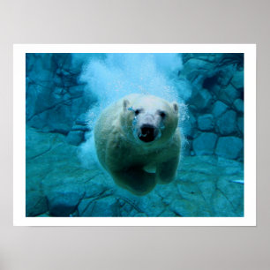 Polar Bear In Water Poster