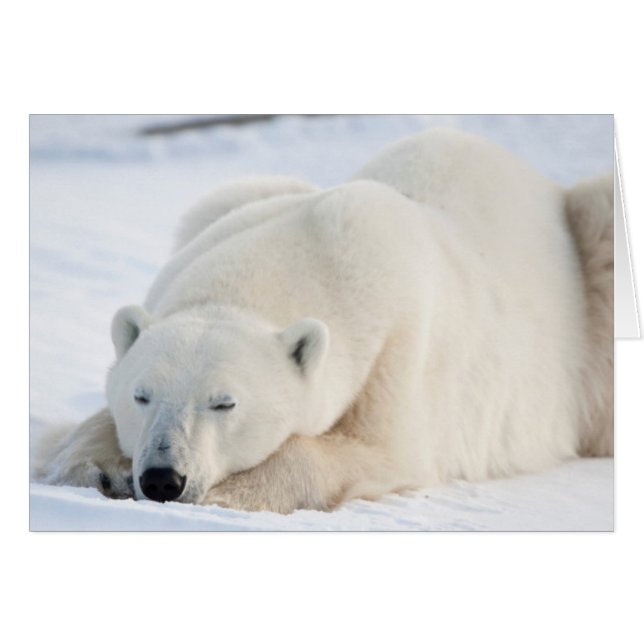 Polar Bear in winter (Front Horizontal)