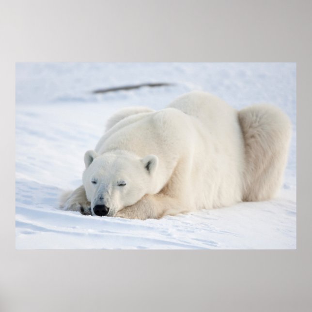 Polar Bear in winter Poster (Front)