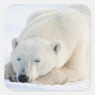 Polar Bear in winter Square Sticker