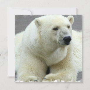 Polar Bear Invitation
