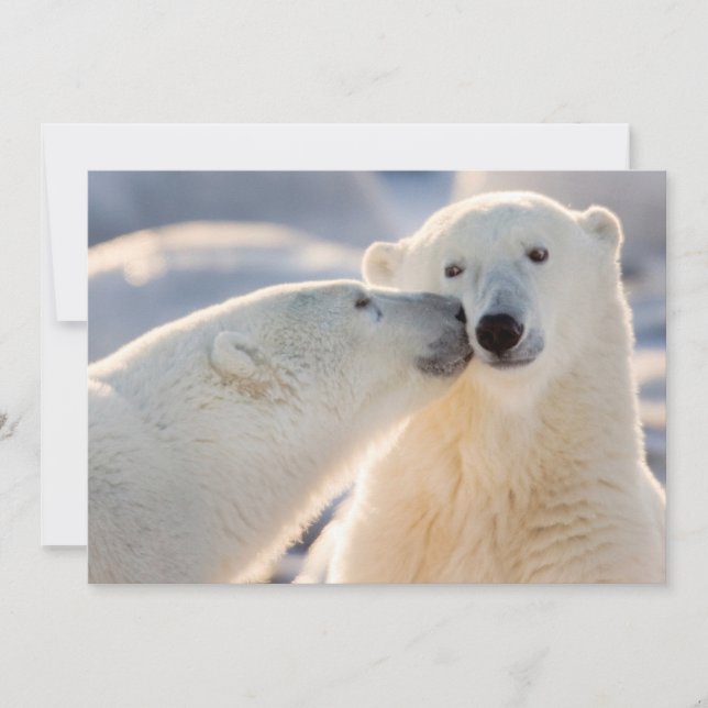 Polar Bear Kiss Holiday Card (Front)