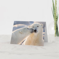 Polar Bear Kiss