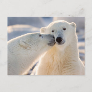 Polar Bear Kiss Holiday Postcard