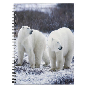 Polar Bear Love Spiral Notebook