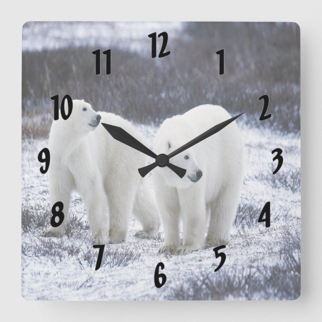 Polar Bear Love Square Wall Clock (Front)