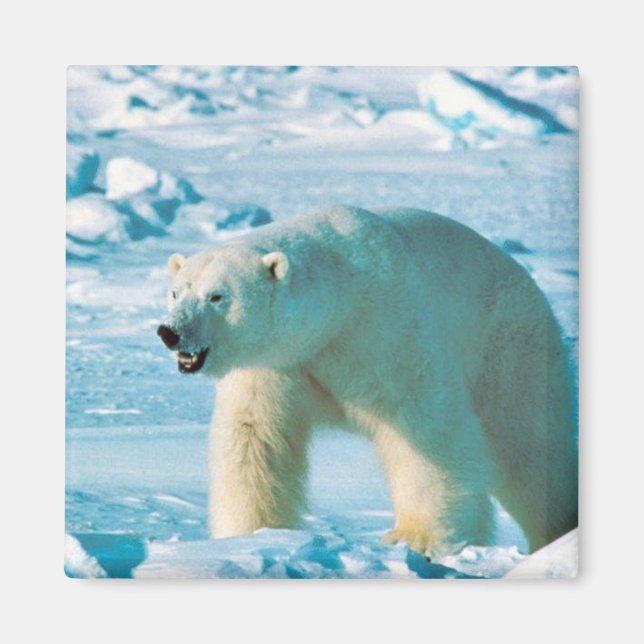 Polar Bear Magnet (Front)