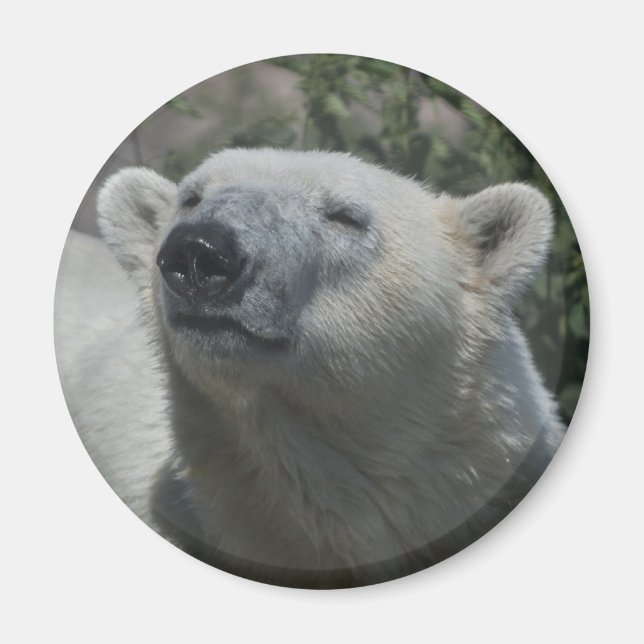Polar Bear Magnet (Front)
